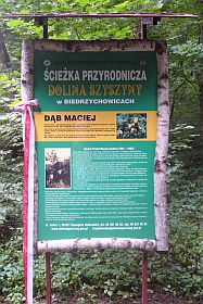 Tablica upamitniajca nadanie imienia "Maciej" dbowi - pomnikowi przyrody. 2012.